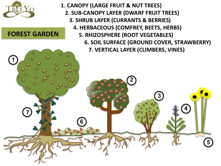 7 lager skogsträdgårdsväxthöjdriktlinjer