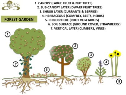 7 layer food forest