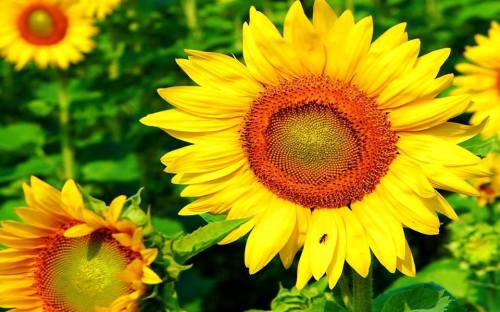 Sunflowers. happiness, brings friends, cleans up radiation along with hemp and mushrooms