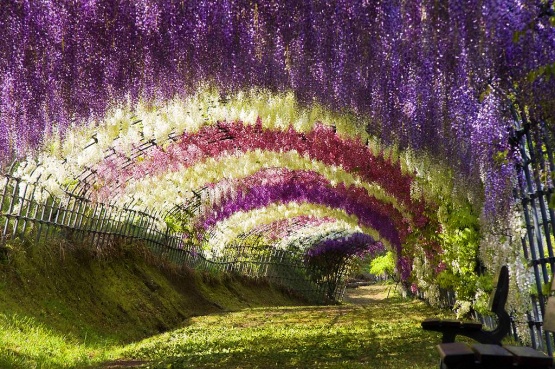 Wisteria Tunnel, Japanese Gardens
