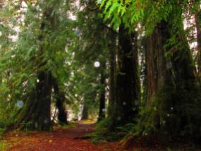 Forest in Washington
