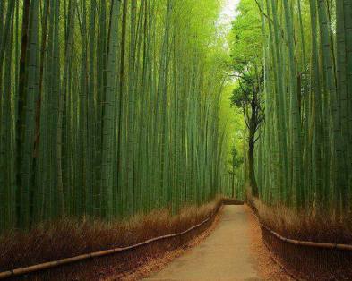Sango bamboo forest near kyoto japan