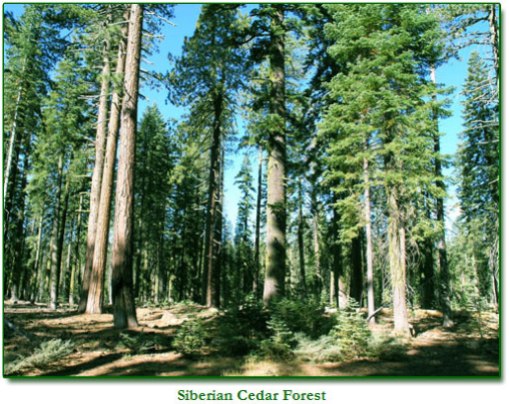 Siberian Pine, so many medicinal uses, there are too many to list