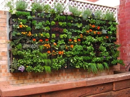 Wall of herbs