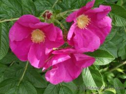 Wild-Rose, opens us to travel