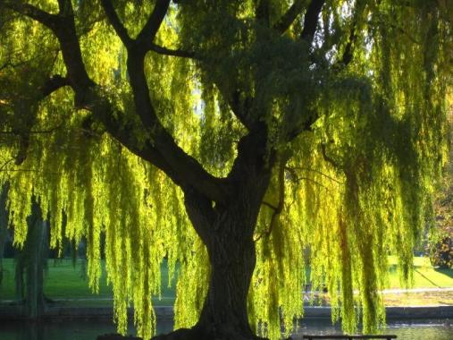 A spring of willow under your pillow will help you remember your dreams