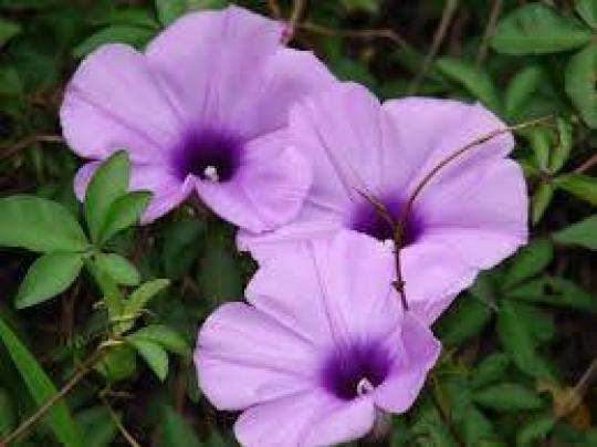 Ipomoea cairica morning glory has many common names, including Mile-a-minute Vine, Messina Creeper, Cairo Morning Glory, Coast Morning Glory and Railroad Creeper