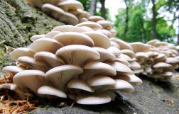 Oyster Mushrooms, edible, break down pesticides and petrochemicals
