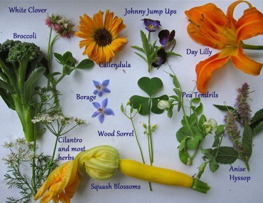 edible-flowers, add color and nutrition