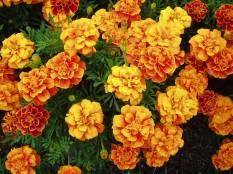Marigolds have traditionally been used as borders around treasured flower beds and vegetable gardens. Scented varieties of marigold will deter beetles, beet leaf hoppers, Mexican bean beetle and nematodes. Pot marigold repels asparagus beetle and tomato worm and Mexican marigold is thought to repel rabbits. Newer hybrids don't seem to have this property, though. Also, pesticide can be made from the roots. Marigold blossoms can be strung between doorposts to keep evil out of the house. If a girl steps onmarigold petals with her bare feet, she will be able to understand the languages of birds.