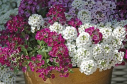 Sweet Alyssum attracts beneficial insects